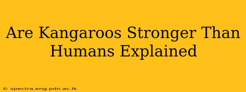 Are Kangaroos Stronger Than Humans Explained
