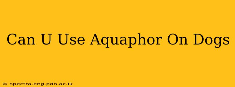 Can U Use Aquaphor On Dogs