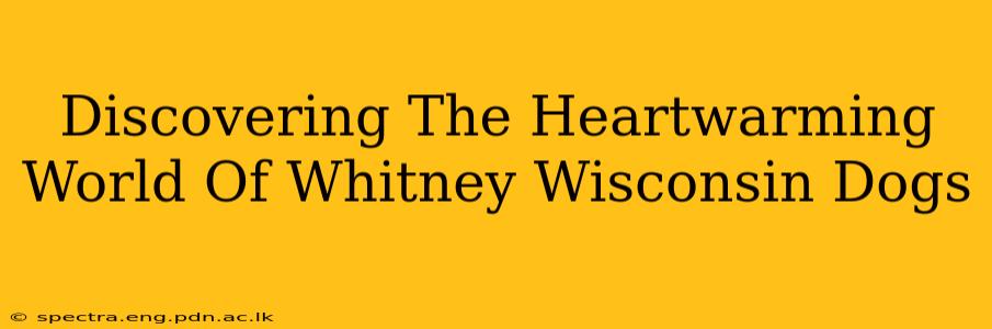 Discovering The Heartwarming World Of Whitney Wisconsin Dogs