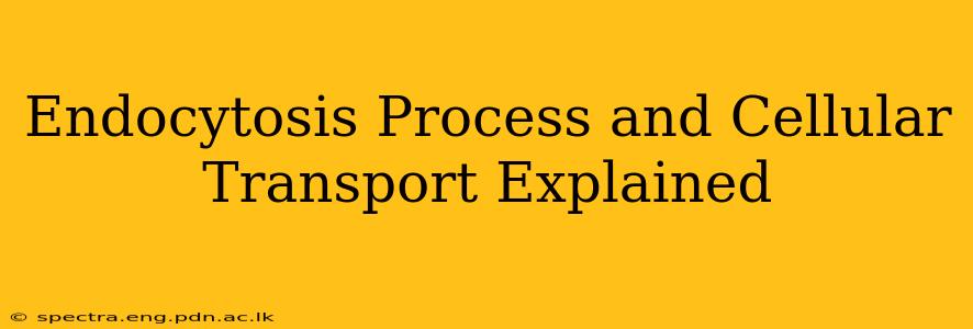 Endocytosis Process and Cellular Transport Explained