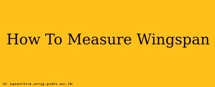 How To Measure Wingspan