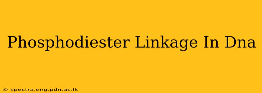 Phosphodiester Linkage In Dna
