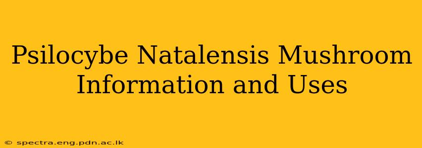 Psilocybe Natalensis Mushroom Information and Uses