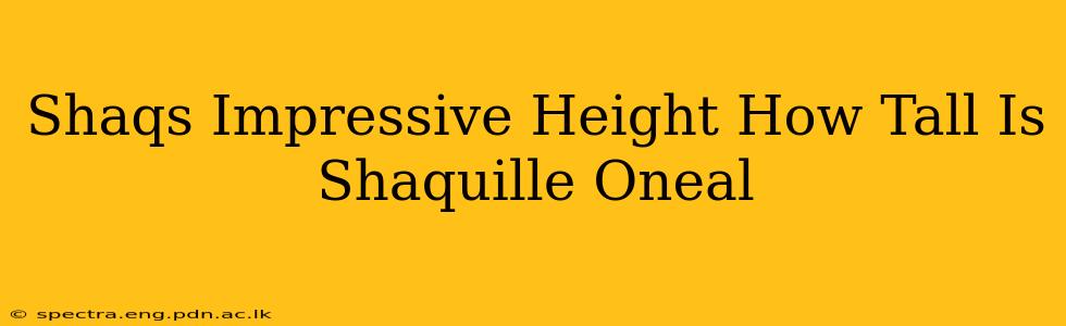 Shaqs Impressive Height How Tall Is Shaquille Oneal