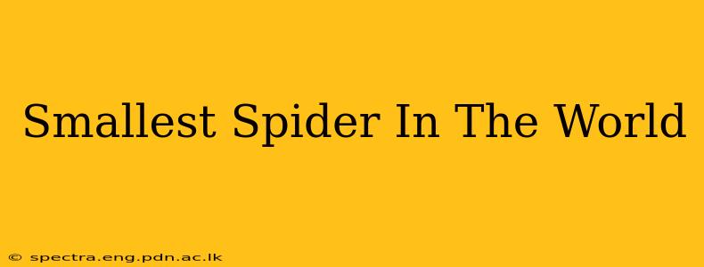 Smallest Spider In The World