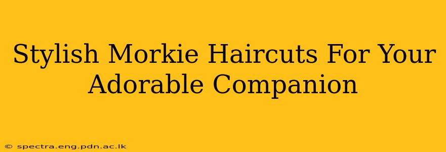 Stylish Morkie Haircuts For Your Adorable Companion