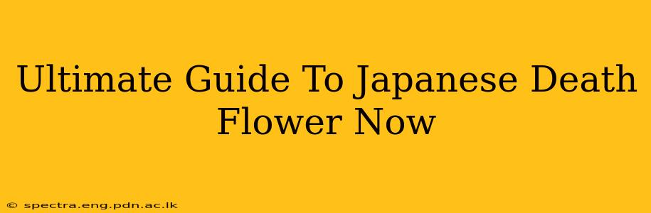 Ultimate Guide To Japanese Death Flower Now